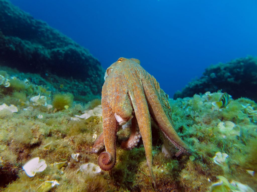Plongée à Porto Cristo