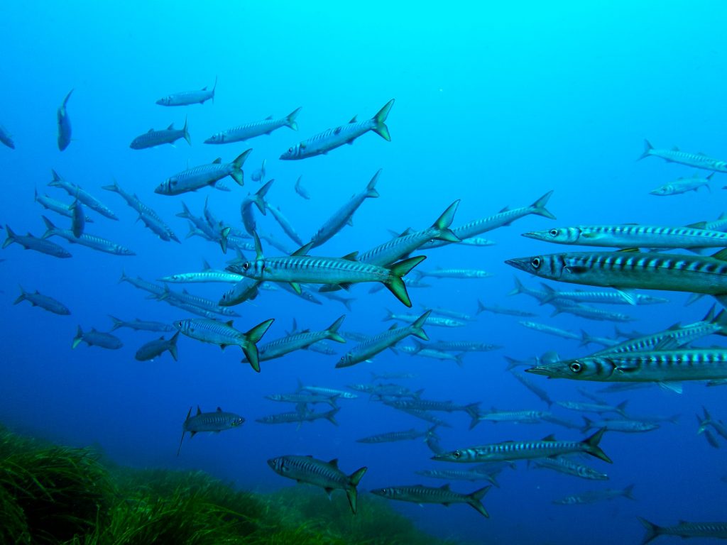 Snorkeling à Porto Cristo