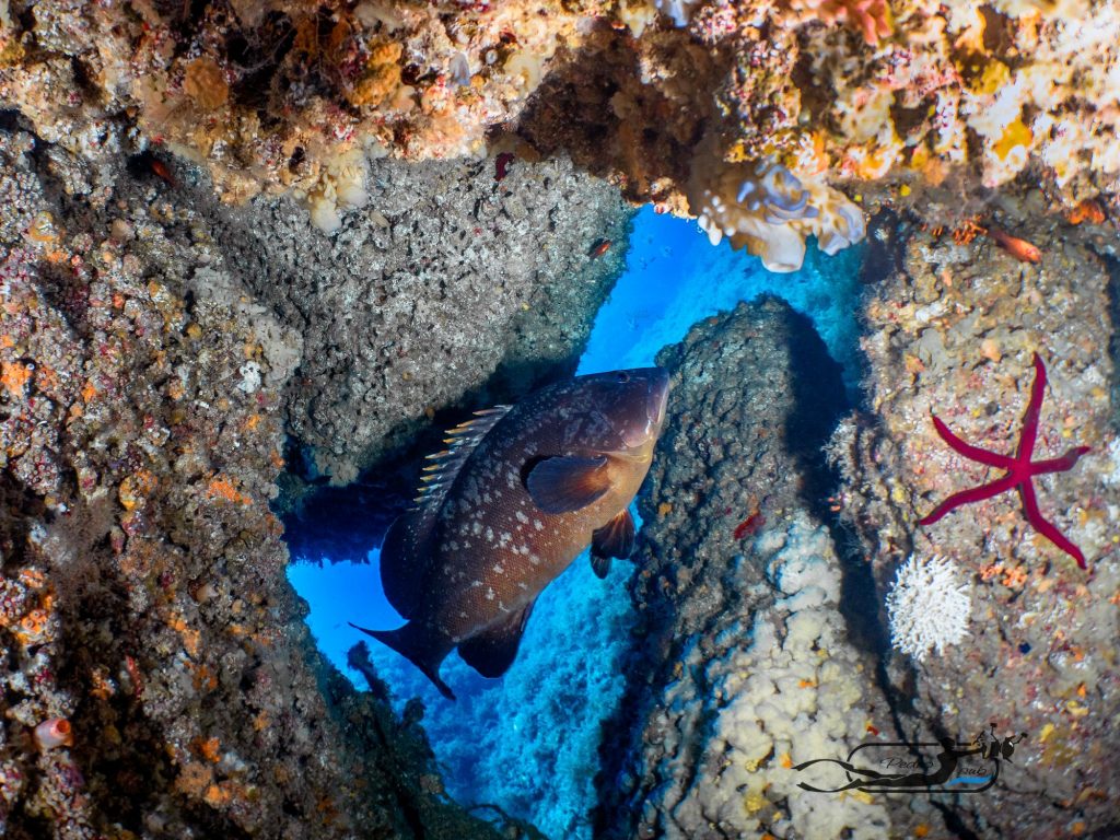 Snorkeling à Porto Cristo
