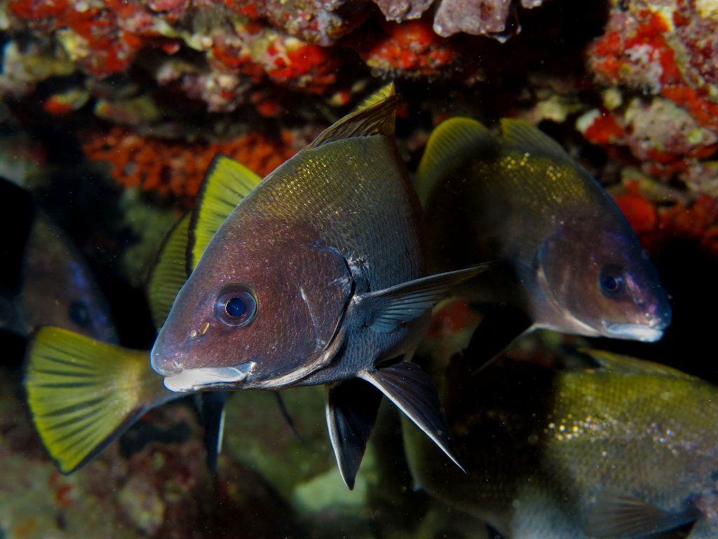 Snorkeling à Porto Cristo