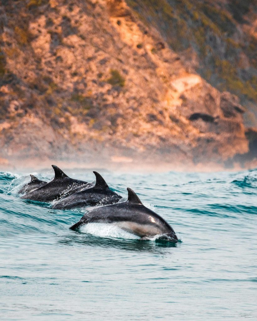 Sortie dauphins depuis Palma