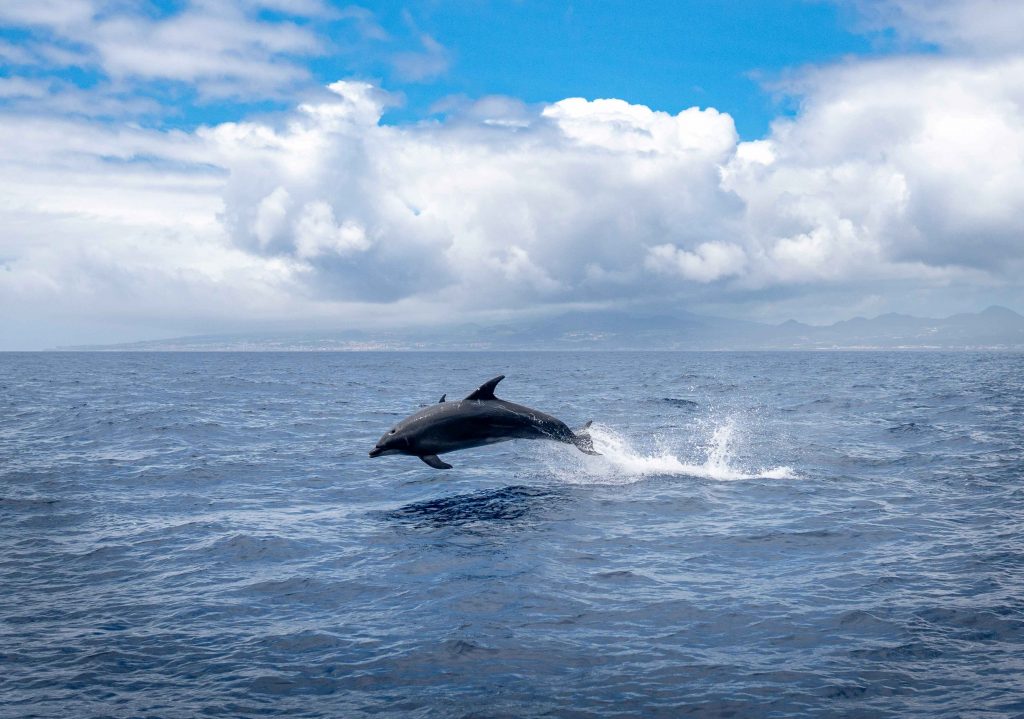 Sortie dauphins depuis Palma